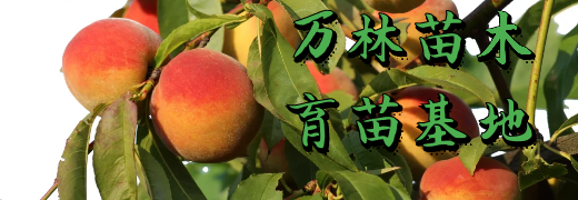 公司簡介